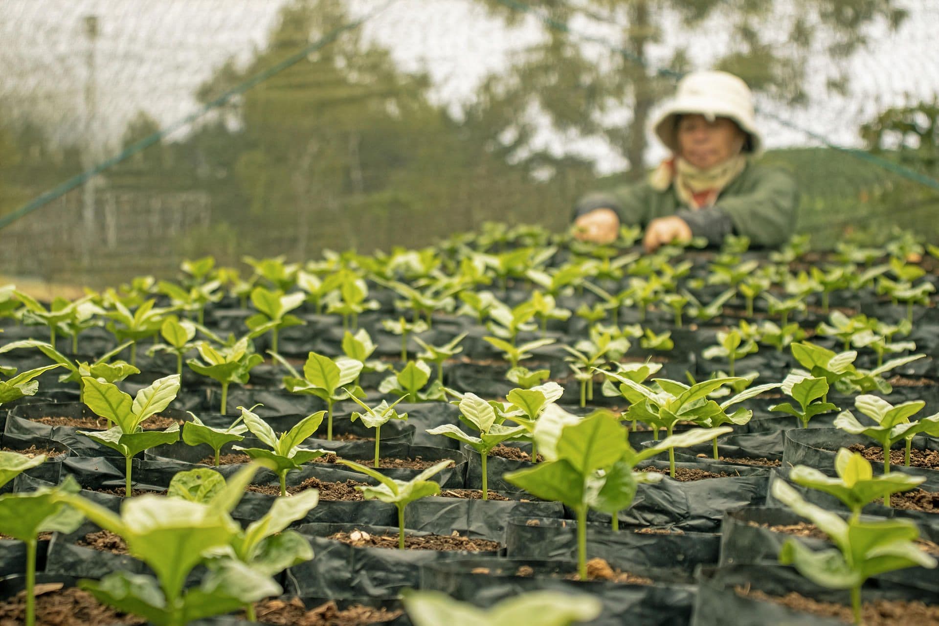 Workers tending to young crops in a nursery, representing agricultural livelihood support.