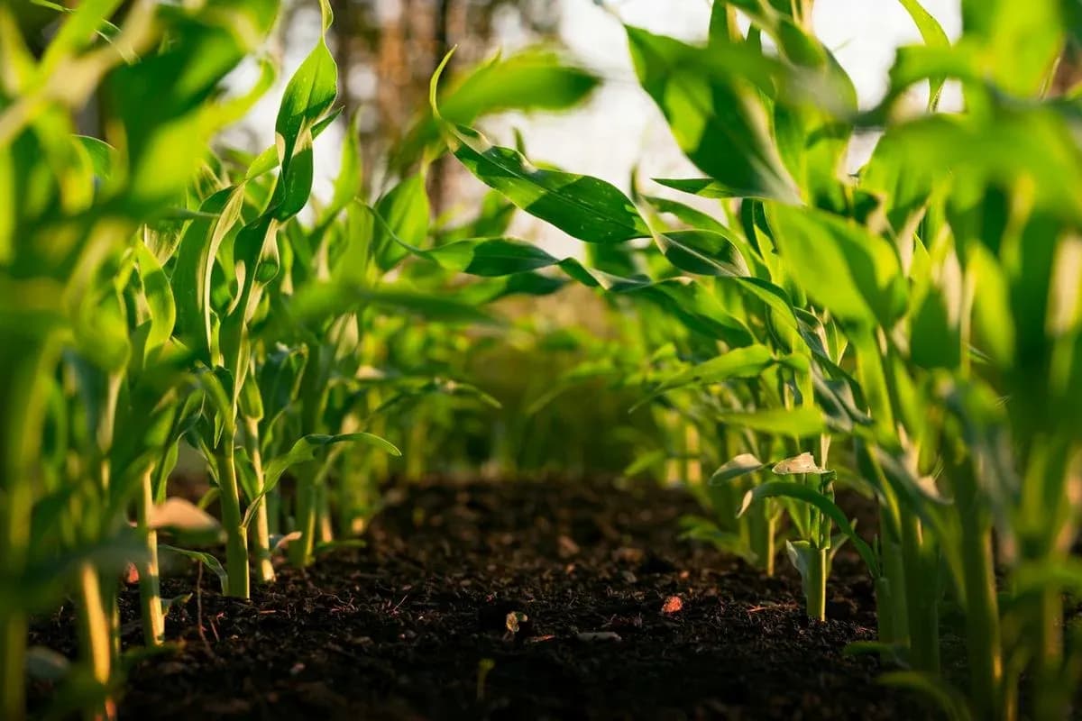 Young green crops growing in a field representing organic agriculture.